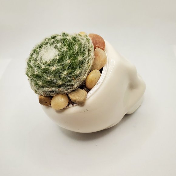 Ceramic Skull Planter Pot with Live Succulent - Picture 7 of 7